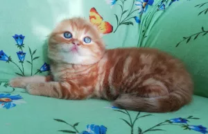 Photo №1. scottish fold - à vendre en ville de Vitebsk | 141€ | Annonce № 6109