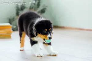 Photos supplémentaires: PUPPIES DU BERGER AUSTRALIEN (AUSSI)