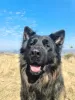 Photos supplémentaires: Chiots de ligne de travail de berger allemand à poils longs