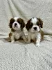 Photo №4. Je vais vendre cavalier king charles spaniel en ville de Inđija. éleveur - prix - négocié