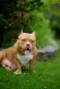 Photos supplémentaires: Chiots American Bully à vendre