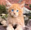 Photo №1. maine coon - à vendre en ville de Антверпен | Gratuit | Annonce № 123974