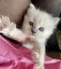 Photo №1. ragdoll - à vendre en ville de Texas City | 284€ | Annonce № 102167