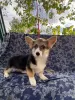 Photo №2 de l'annonce № 29309 de la vente welsh corgi - acheter à Pologne annonce privée