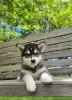 Photo №1. malamute de l'alaska - à vendre en ville de Франкфурт-на-Майне | 300€ | Annonce №95699