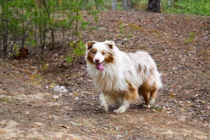 Photos supplémentaires: OFFERT POUR TRICOTER UN MÂLE DE CHIEN BERGER AUSTRALIEN!