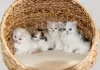 Photo №1. scottish fold - à vendre en ville de Tongeren | Gratuit | Annonce № 128753