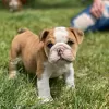 Photo №1. bulldog anglais - à vendre en ville de Москова | Gratuit | Annonce №23741