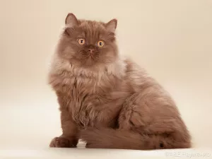 Photo №1. british longhair - à vendre en ville de Москва | 474€ | Annonce № 5745