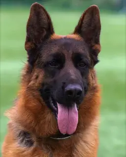 Photo №3. Chiot berger allemand. Fédération de Russie