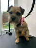 Photo №1. border terrier - à vendre en ville de Domeikava | 300€ | Annonce №75798