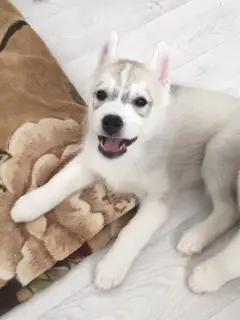 Photo №3. Les adorables garçons Husky attendent des parents aimants et responsables.. Fédération de Russie