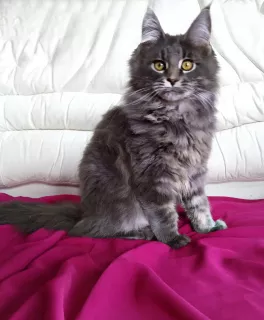 Photo №1. maine coon - à vendre en ville de Nikolaev | Négocié | Annonce № 6003