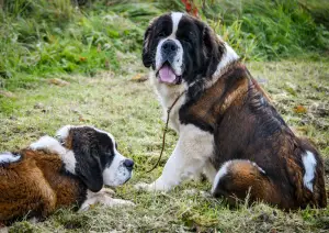 Photo №3. Saint bernard. Biélorussie