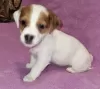 Photo №2 de l'annonce № 129661 de la vente jack russell terrier - acheter à Fédération de Russie annonce privée