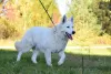 Photo №1. berger blanc suisse - à vendre en ville de Frampol | 700€ | Annonce №28768