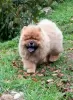 Photo №1. chow-chow - à vendre en ville de Mogilyov | négocié | Annonce №73655