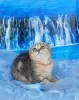 Photo №2 de l'annonce № 29242 de la vente scottish fold - acheter à Fédération de Russie éleveur