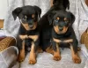 Photo №1. rottweiler - à vendre en ville de Jena | 300€ | Annonce №12044