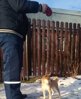 Photo №2 de l'annonce № 4871 de la vente shiba - acheter à Fédération de Russie éleveur