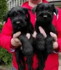 Photos supplémentaires: Chiots Schnauzer de taille moyenne