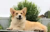 Photos supplémentaires: welsh corgi pembroke chiots filles de Interchampion