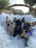 Photo №1. bouledogue - à vendre en ville de Buenos Aires | Gratuit | Annonce №16186