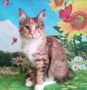 Photo №4. Je vais vendre maine coon en ville de Novosibirsk. de la fourrière - prix - 360€