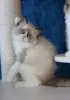 Photo №1. ragdoll - à vendre en ville de Хасселт | Gratuit | Annonce № 128971