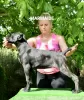 Photos supplémentaires: Cane Corso Femme