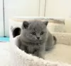 Photo №1. british shorthair - à vendre en ville de New York Mills | 246€ | Annonce № 118021