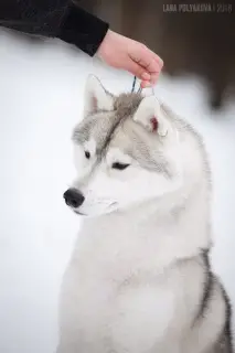 Photos supplémentaires: Chiots Husky Sibériens de race pure