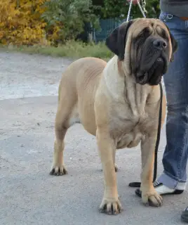 Photos supplémentaires: Chiots Mastiff Anglais