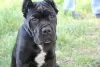 Photo №4. Je vais vendre cane corso en ville de Brest. annonce privée - prix - 231€