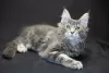 Photo №1. maine coon - à vendre en ville de Васильков | 676€ | Annonce № 14273