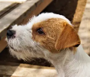 Photo №2 de l'annonce № 3303 de la vente parson russell terrier - acheter à Biélorussie éleveur