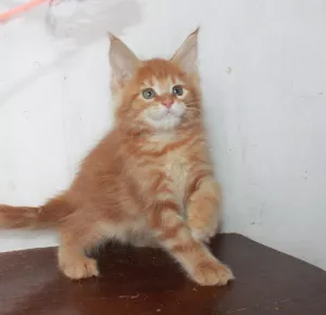 Photo №4. Je vais vendre maine coon en ville de Krasnoyarsk. de la fourrière - prix - 239€