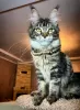 Photo №1. maine coon - à vendre en ville de Regensburg | 400€ | Annonce № 106947