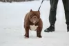 Photo №1. american bully - à vendre en ville de Vitebsk | 1300€ | Annonce №82232