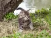 Photo №1. maine coon - à vendre en ville de Gomel | négocié | Annonce № 10932