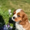 Photo №2 de l'annonce № 99131 de la vente cavalier king charles spaniel - acheter à Norvège annonce privée