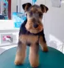 Photo №2 de l'annonce № 109368 de la vente welsh terrier - acheter à Serbie éleveur