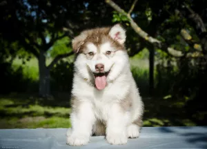 Photos supplémentaires: Chiots colorés de Malamute d'Alaska