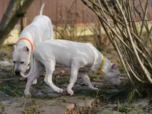 Photo №2 de l'annonce № 4036 de la vente dogue argentin - acheter à Fédération de Russie de la fourrière