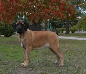 Photos supplémentaires: Chiots de race anglaise mastiff