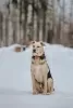 Photos supplémentaires: Le merveilleux chien Denver est entre de bonnes mains.