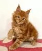 Photo №1. maine coon - à vendre en ville de Berlin | 500€ | Annonce № 103867