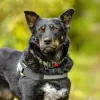 Photos supplémentaires: Joli chiot adolescent entre de bonnes mains.