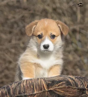 Photo №4. Je vais vendre welsh corgi en ville de Smolensk. de la fourrière - prix - Négocié