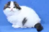 Photo №4. Je vais vendre scottish fold en ville de Lahti.  - prix - 200€